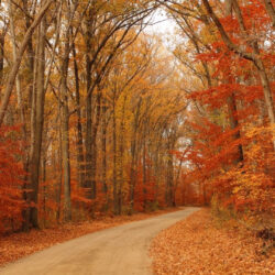 Featured image for blog "Planning the Perfect Iowa Fall Foliage Road Trip"